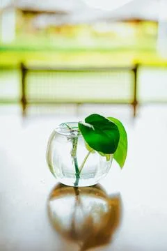 Fresh leaves Stock Photos