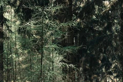 Fresh leaves in pine forest during springtime. Stock Photos