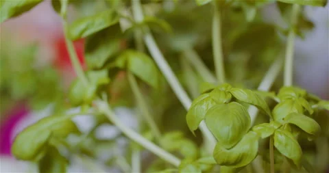 Fresh Leaves Of Ripe Fragrant Basil Italian Herbs Stock Footage 304799577
