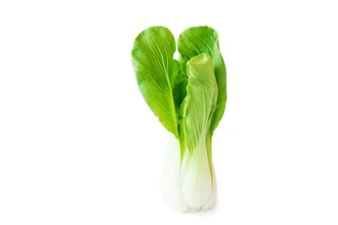 Fresh leaves of romaine lettuce white background Stock Photos