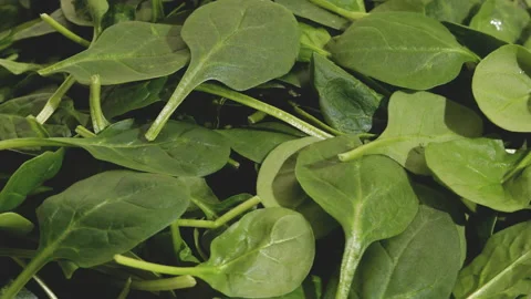 Fresh leaves of spinach close up Stock Footage 169978531
