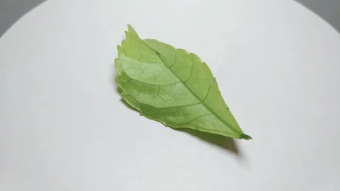 Fresh leaves4 Stock Footage 332233128