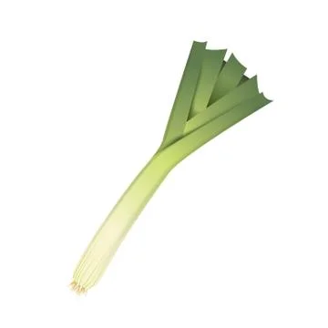 Fresh leek leaf. 3D realistic vector onion leaves. Healthy aroma. Isolated on Illustrazione stock