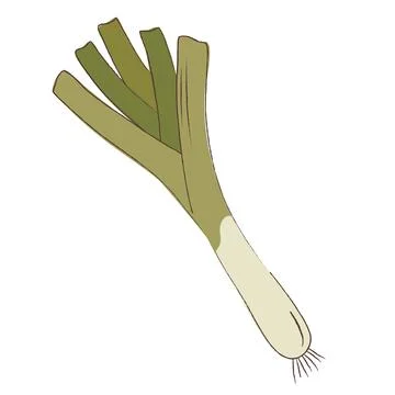 Fresh leek vegetable in hand-drawn flat style, isolated green onion stalk v.. Ilustración de archivo