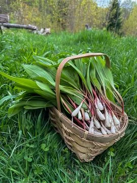 Fresh leeks in a basket Stock Photos