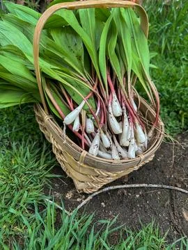 Fresh leeks in a basket Stock Photos