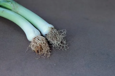 Fresh Leeks from the farm Stock Photos