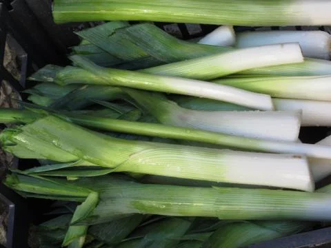Fresh leeks Stock Photos