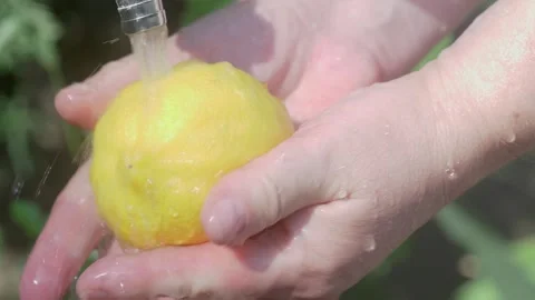 A Fresh Lemon Being Gently Washed Under a Steady Stream of Running Water for Vidéo 280960203