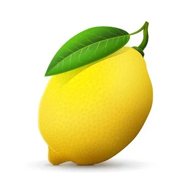 Fresh lemon fruit close up Stock Illustration