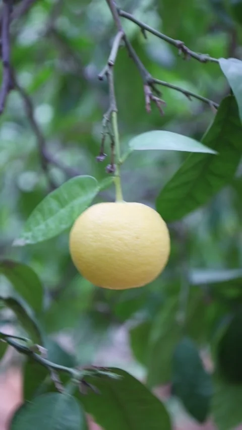 Fresh lemon hanging on tree branch in soft breeze 스톡 동영상 327971940
