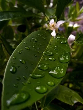 Fresh lemon leaf with raindrops Foto stock