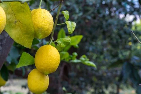 The Fresh lemon Foto stock