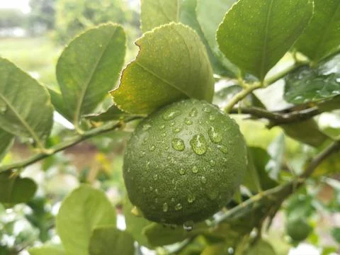 Fresh lemon Stock Photos
