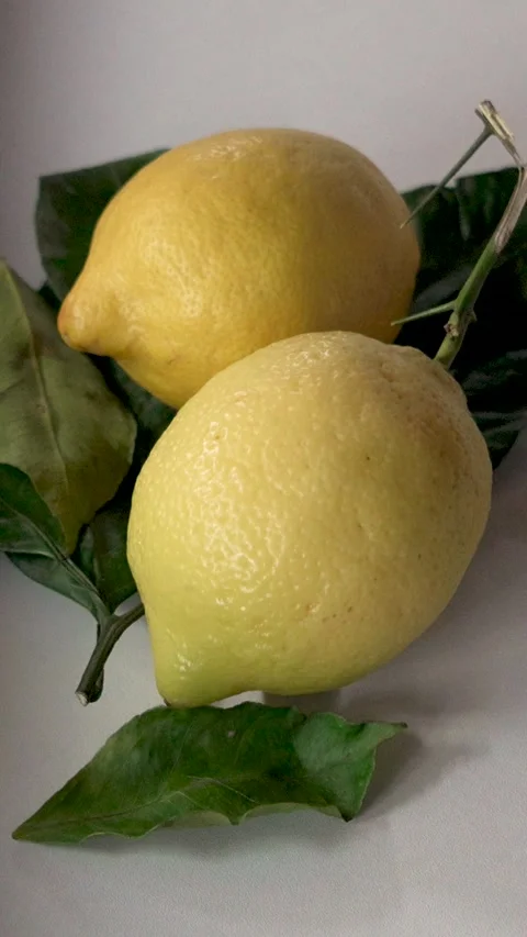 Fresh lemon rolling on leaves white background vertical slow motion Stockbeeldmateriaal 332318237