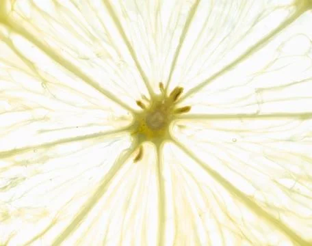 Fresh lemon slices background Stock Photos