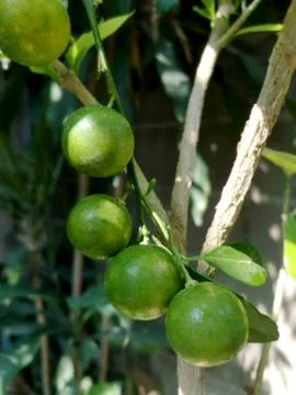 Fresh lemon tree with blurred background Stock Photos