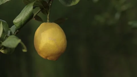 Fresh Lemon on Tree Gently Moving with the Wind Stock Footage 331925908