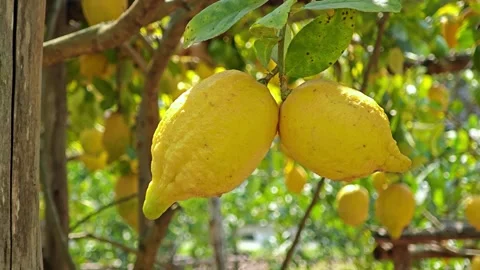Fresh Lemon on trees thrive in warm, sunny. Tangy fruits for culinary use. Video stock 305772001