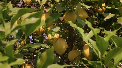 Fresh lemons grow on vibrant trees in a sunny orchard Stock Footage 311055985