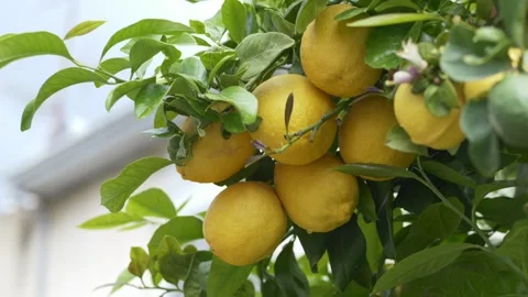 Fresh lemons growing on tree under natural sunlight, organic farming and healthy Stock Footage 332873740