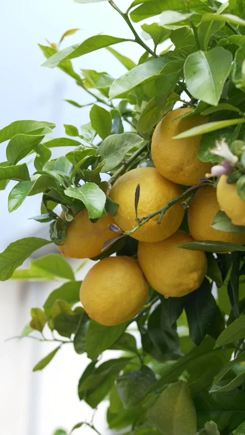 Fresh lemons growing on tree under natural sunlight, organic farming and healthy Stock Footage 332903880