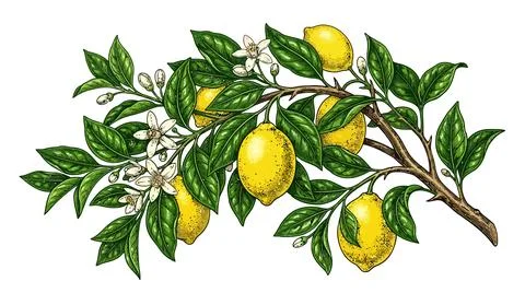 Fresh lemons hanging on green tree branches Stock Illustration