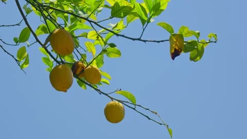 Fresh lemons hanging from a tree under blue sky Stock Footage 307612041