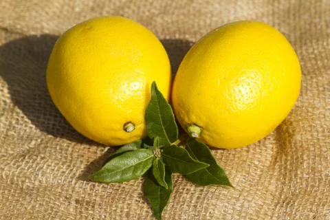 Fresh lemons Stock Photos