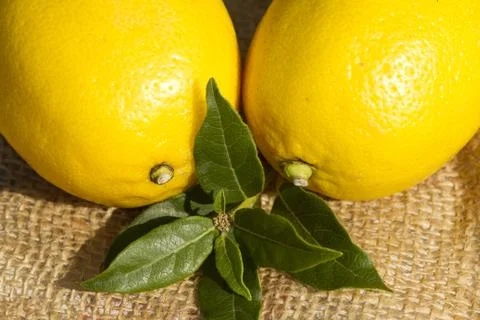 Fresh lemons Stock-Fotos