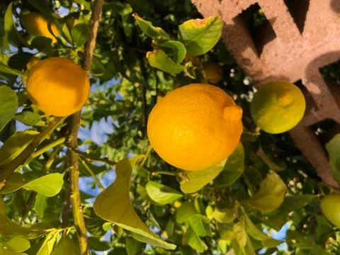 Fresh Lemons Stock Photos