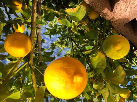 Fresh Lemons 스톡 사진