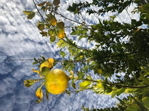 Fresh Lemons 스톡 사진
