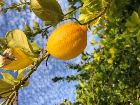 Fresh Lemons 스톡 사진