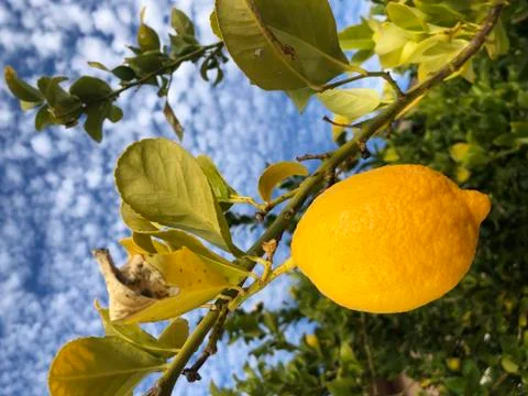 Fresh Lemons Stock Photos