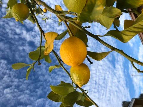 Fresh Lemons Stock Photos