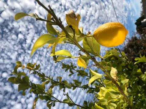 Fresh Lemons 스톡 사진