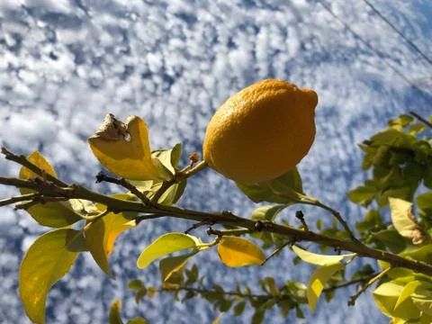 Fresh Lemons Stock Photos