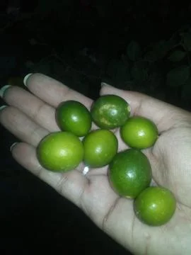 Fresh lemons Stock Photos