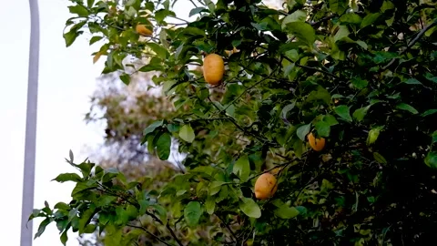 Fresh lemons still on the stem Stockbeeldmateriaal 288858135
