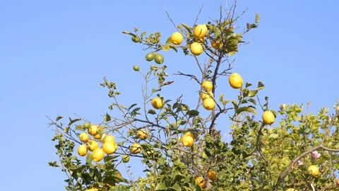 Fresh lemons on the tree, blowing in the breeze against blue sky Stock Footage 105834946