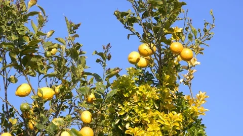 Fresh lemons on the tree, blowing in the breeze against blue sky Stock Footage 105834968