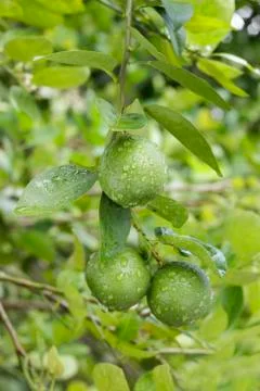 Fresh lemons on a tree Stock Photos
