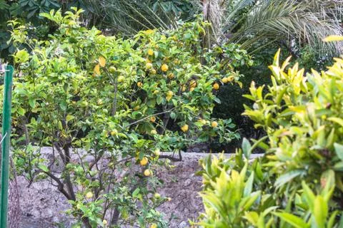 Fresh lemons on a tree Stock Photos