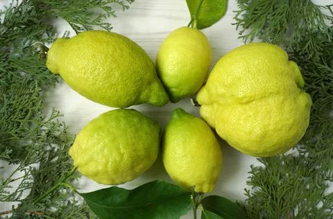 Fresh lemons on a white background with pine branches Stock Photos