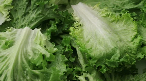 Fresh lettuce background Stock Footage 62282966