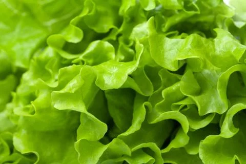 Fresh lettuce background Stock Photos
