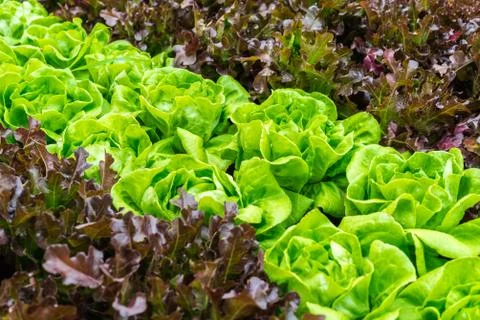 Fresh lettuce background Stock Photos