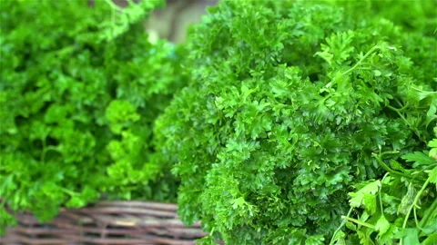 Fresh lettuce in basket. Stock Footage 106117935