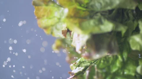 Fresh lettuce being washed making water spray. 4K 30fps. Slow Motion. Stock Footage 55533013